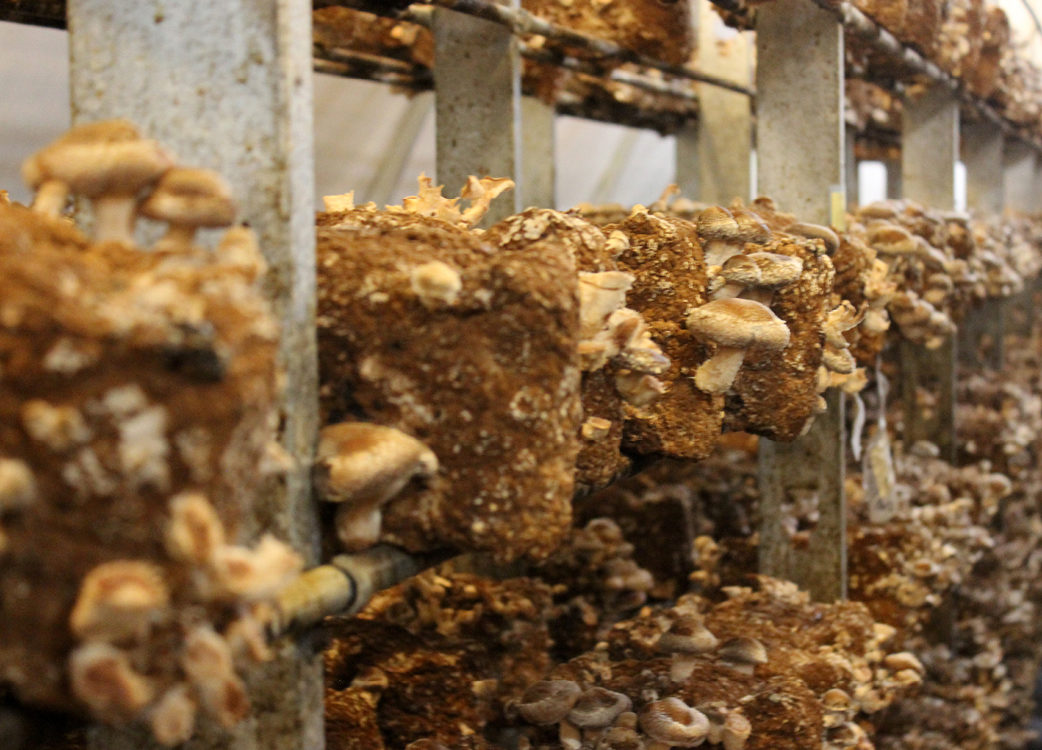 Mushrooms growing off of a shelf