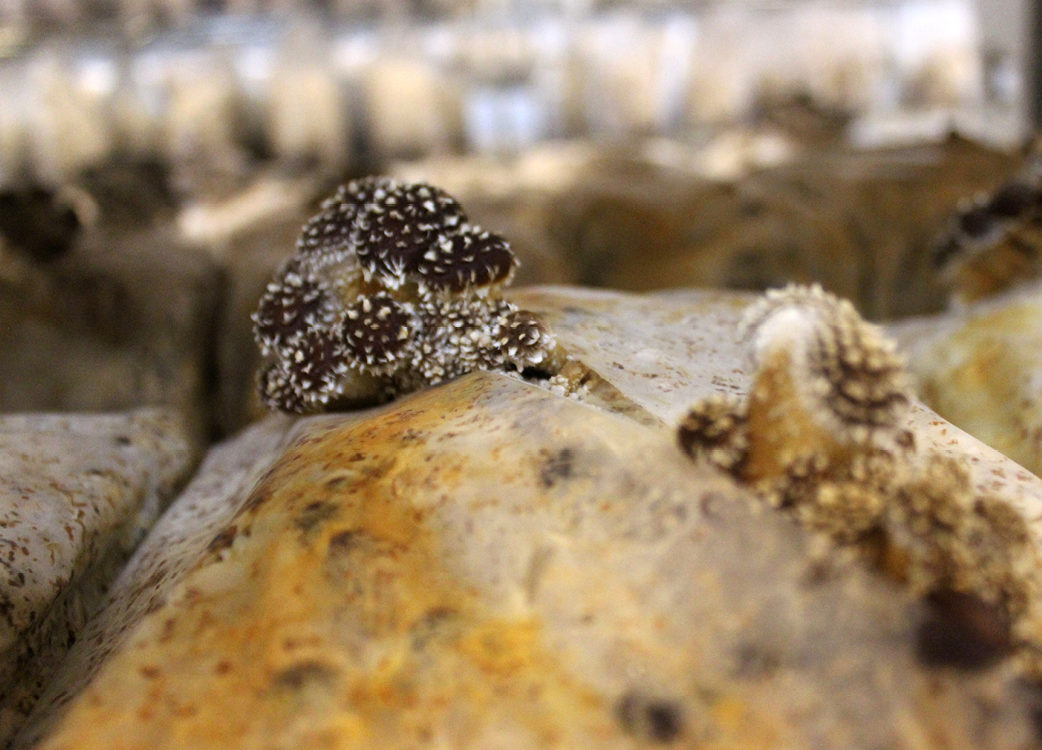 Fungi in a petri dish on a table.
