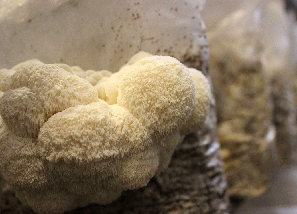 This fungus is similar in form to a dough.