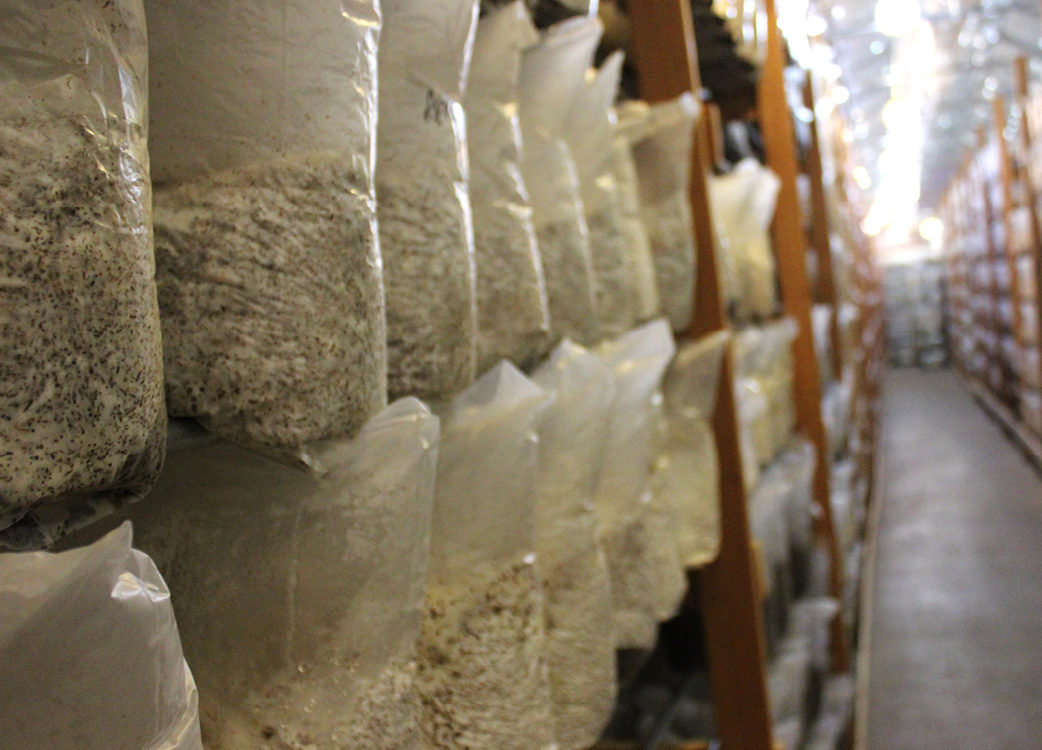 Bags of coffee or tea for sale in a storage room.