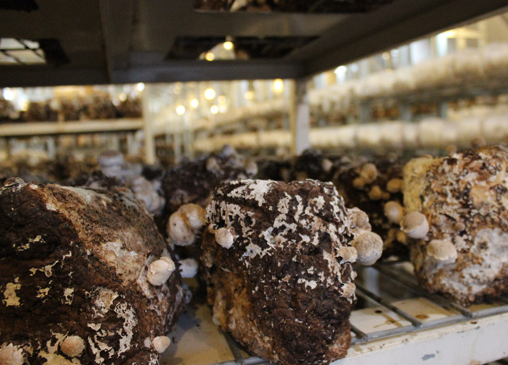 A collection of mushrooms in a warehouse-like setting.