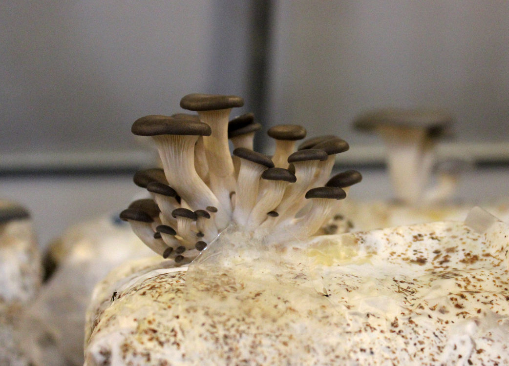 Mushrooms in a plastic bag.