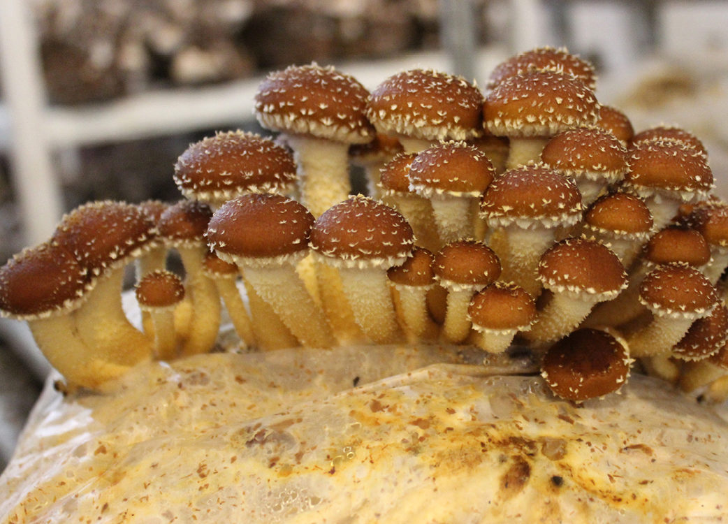 A cluster of closely knit mushrooms.