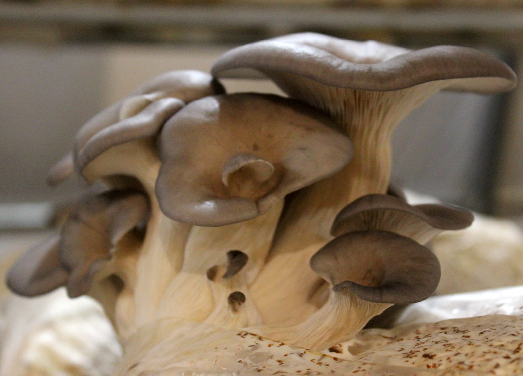 Asymmetrical, wavy mushrooms growing from a shared stalk.