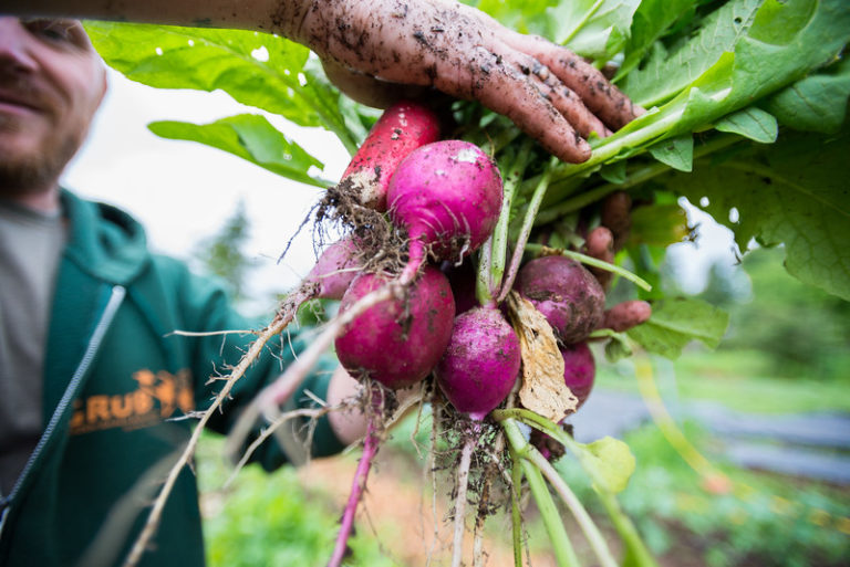 Farmer in a field, holding a bundle of freshly grown radishes.