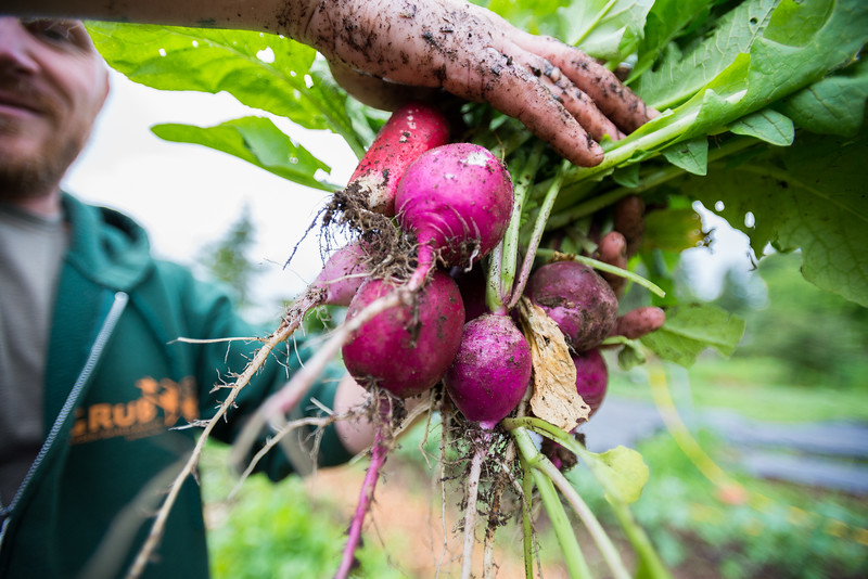 A volunteer holds up a freshly dug handful of radishes.