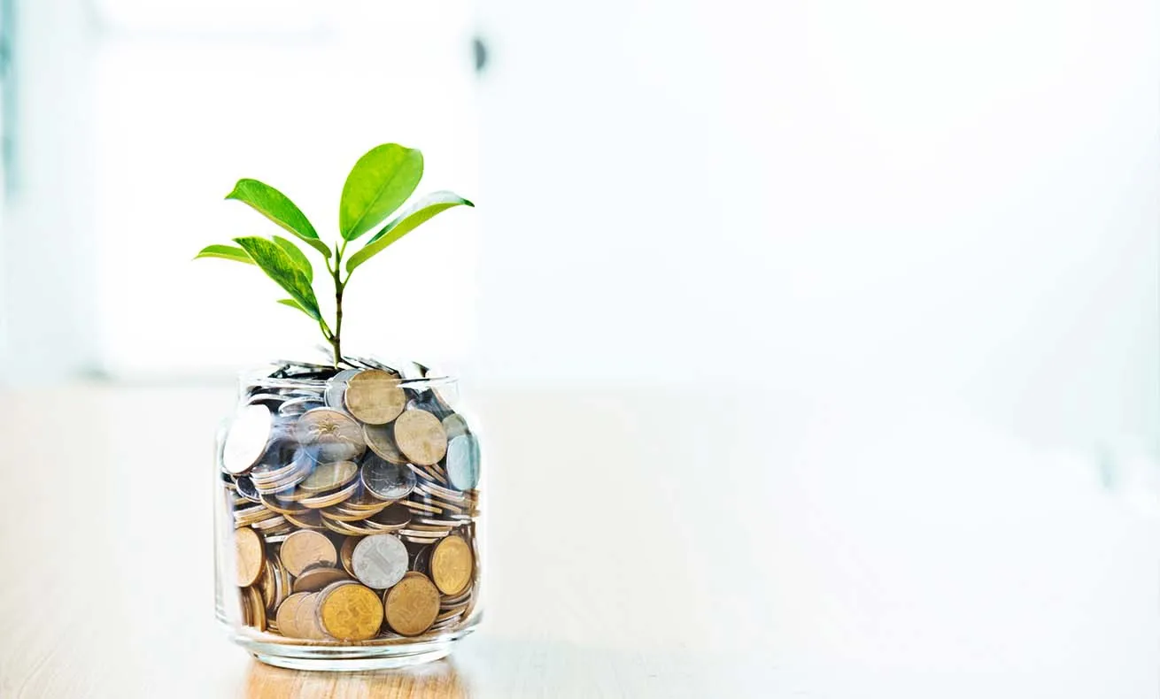 Money plant in a jar on a table.